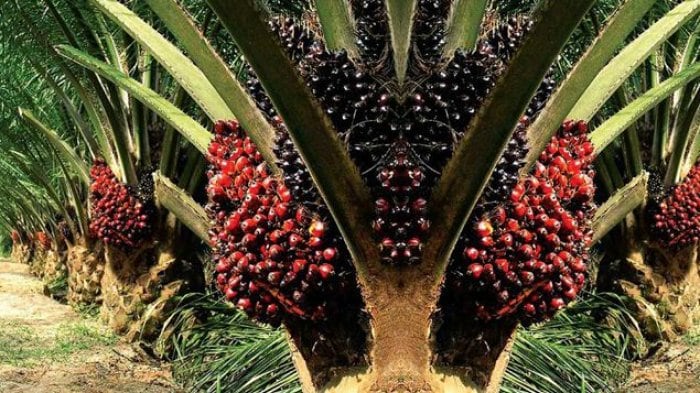 Industri Sawit Diuntungkan Kenaikan Dolar AS