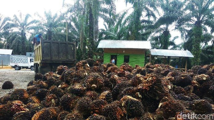 Moratorium Izin Kebun Kelapa Sawit, Ini Instruksi Jokowi
