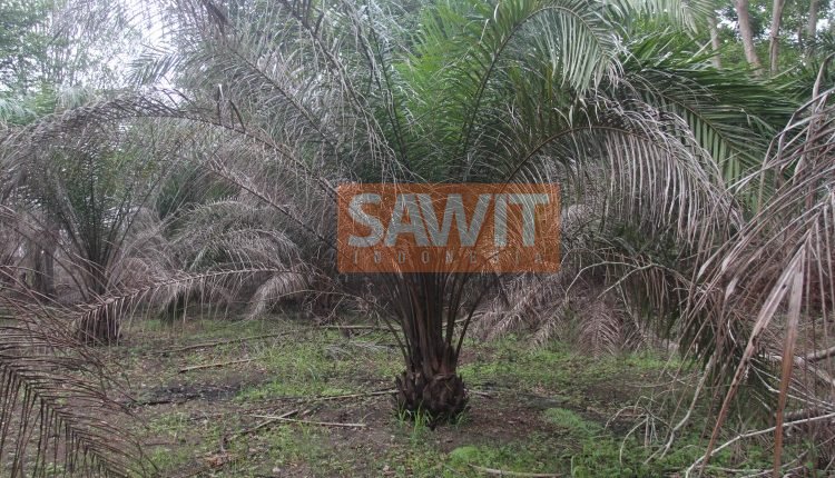 PERANAN DAN MANFAAT PENTING TRICHODERMA BAGI TANAH DAN TANAMAN