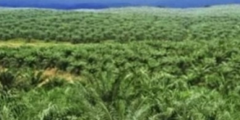 Pemerintah akan Atur Biaya Sertifikasi ISPO