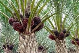 Presiden Moratorium Izin Kebun Kelapa sawit