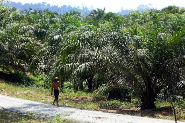 KJRI Karachi Buat Seminar Prospek Kelapa Sawit Indonesia