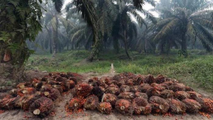 Petani Plasma Dapat Jatah 135.000 Ha
