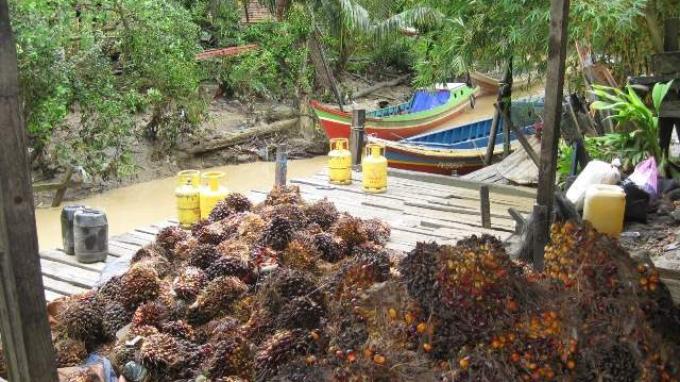 Penantian Pengusaha Kelapa sawit