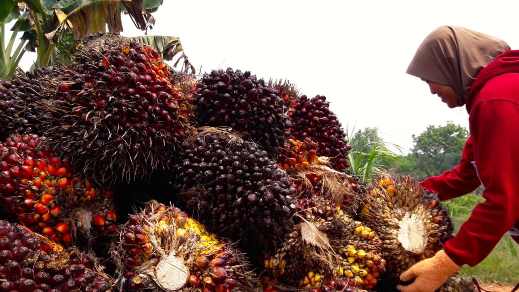 Moratorium Sawit Bisa Dorong Percepatan Reforma Agraria