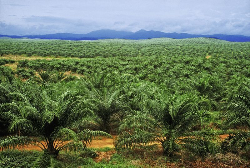 Pasar Wangi, Nutri Palma Kembangkan Red Virgin palm oil