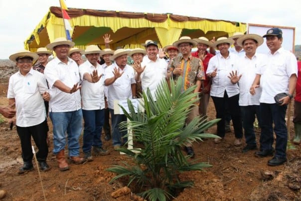 PTPN V Remajakan 745 Ha Perkebunan sawit