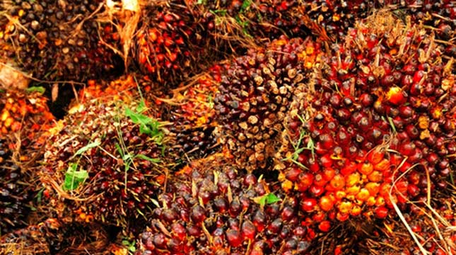 Cangkang Sawit Berpeluang Tambah Devisa
