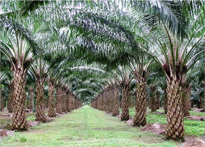 Riau Data 1,3 Juta Ha Kebun Sawit Swadaya