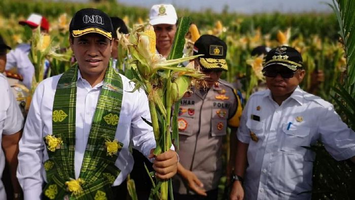 Di Sulbar, Kementan Geber Peremajaan Sawit dan Perluasan Tanam Jagung
