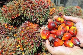 Bahan Bakar Sawit Butuh Dukungan