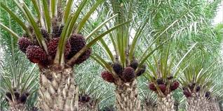 Minat Investasi Menurun