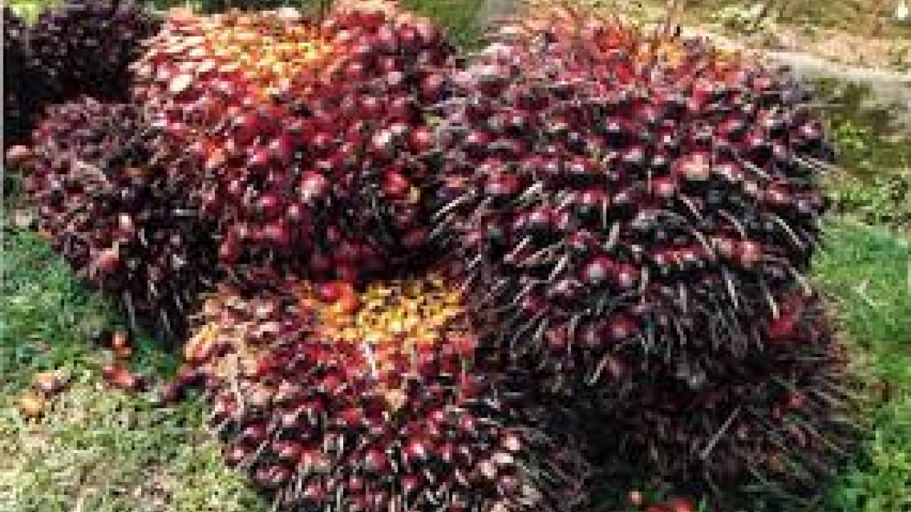 Suarakan Hal Positif Tentang Kelapa Sawit