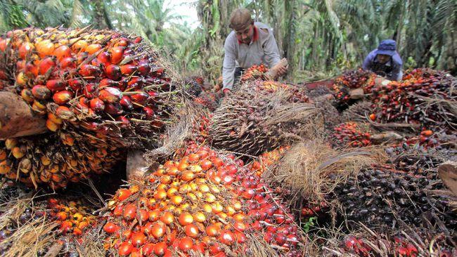 Target Peremajaan Sawit Rakyat Diyakini Tercapai
