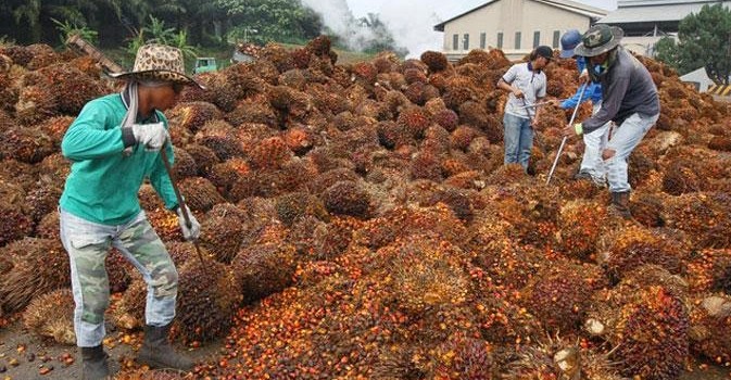 Hilirisasi Masa Depan sawit Rakyat