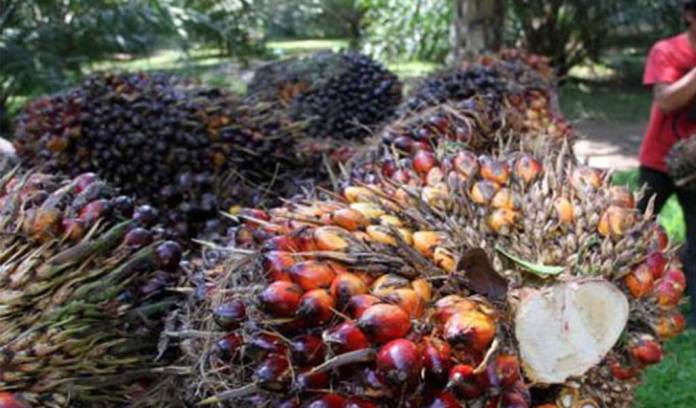 Emiten Sawit Masih Ditopang Permintaan Pasar Domestik