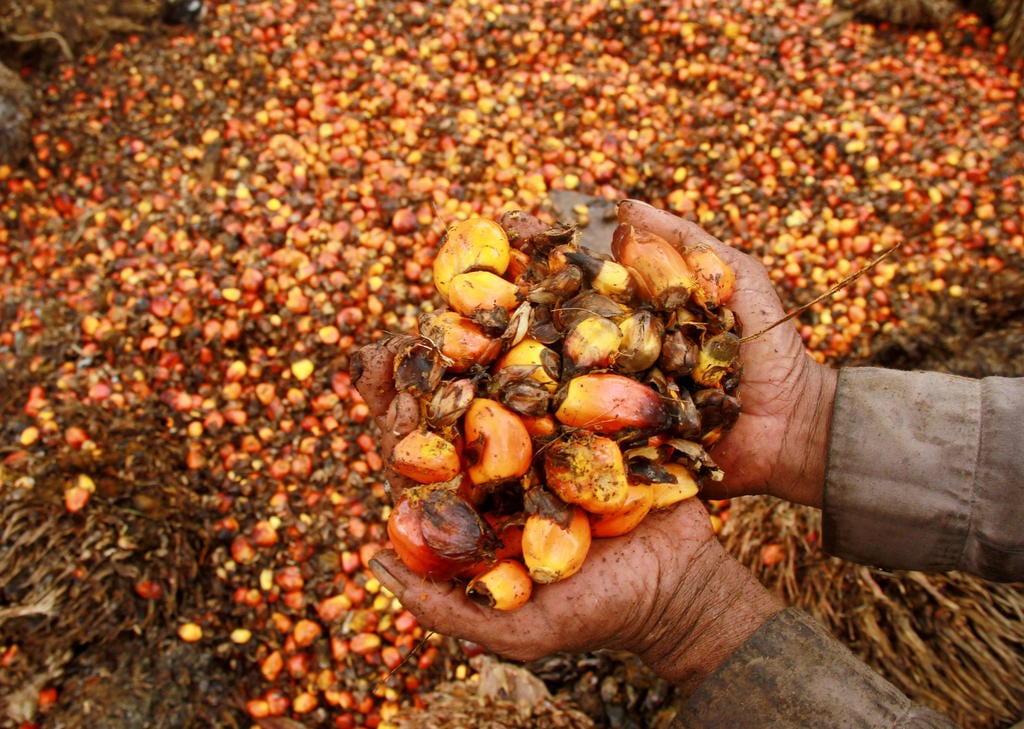 Removing Indonesia palm oil levy will not help prices - refiner group