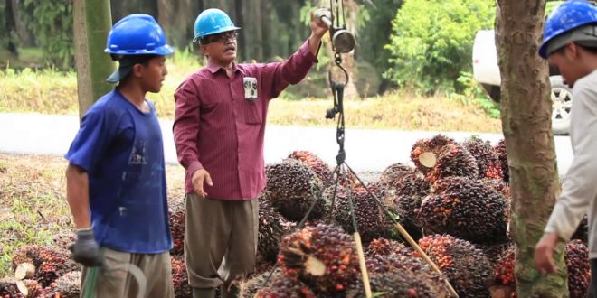 Kampanye Hitam Sawit, Pemerintah Diminta Bekukan Greenpeace
