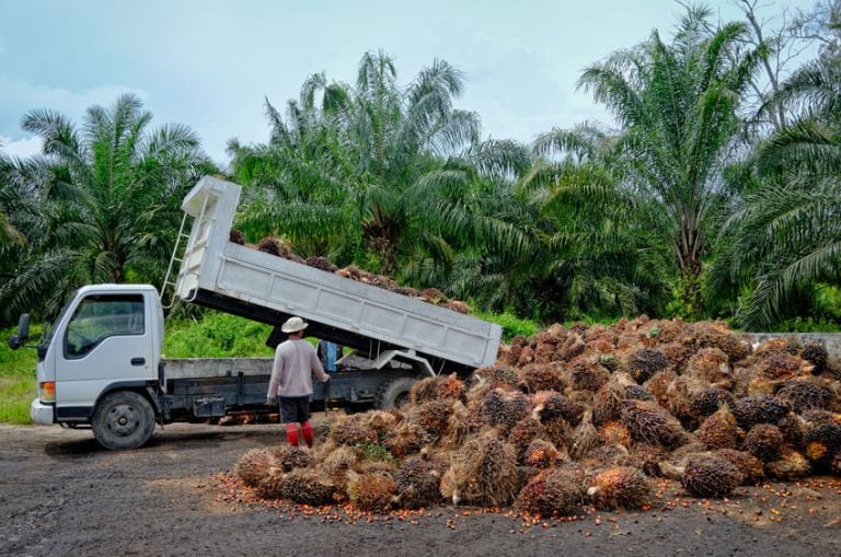 Anggota RSPO Telah Membantu Menekan Emisi CO2