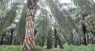 CPOPC Dorong Keberpihakan ke Petani Sawit