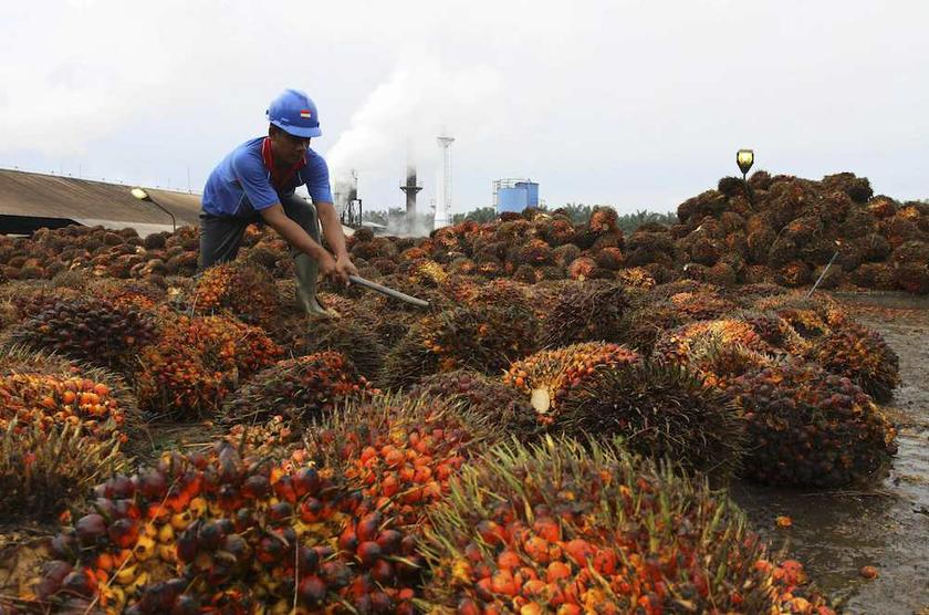 Removing Indonesia Palm Oil Levy Will Not Help Prices, Says Refiner Group