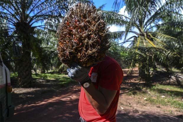 Divided over Indonesian removal of levy on palm oil exports