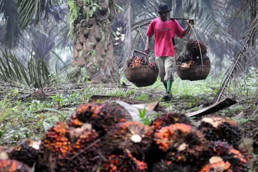 Hadang Ekspor Kelapa Sawit, Pemerintah Diminta Audit LSM
