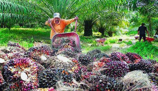 Harga Sawit dan Karet Anjlok, Begini Respons Pak Jokowi