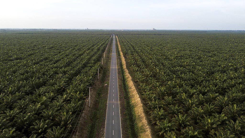 Mendambakan Tata Kelola Kelapa Sawit Berkelanjutan