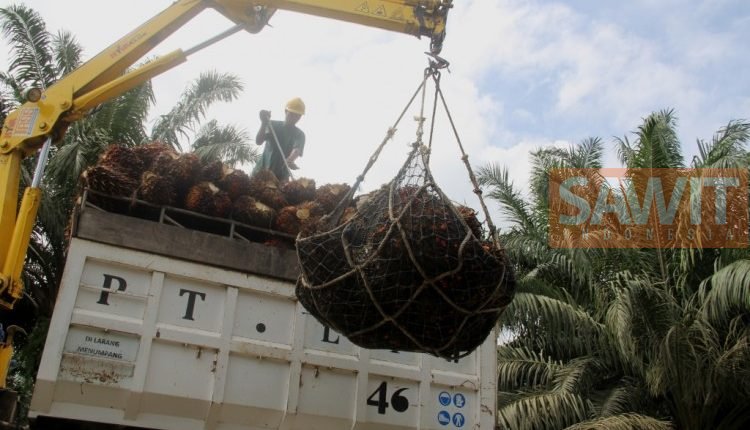 Lobi RI Berhasil, Tiongkok Borong Sawit Dan Biodiesel Indonesia