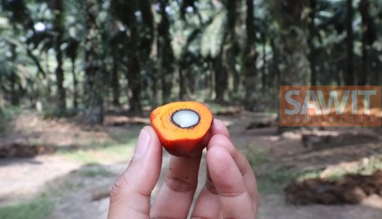 Dari Sawit, Pertamina Hasilkan Green Gasoline Dan Green LPG Dapat Hemat US$160 Juta