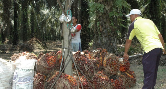 Harga Sawit Jambi Periode 21-27 Desember 2018 Naik Rp 66,81/Kg