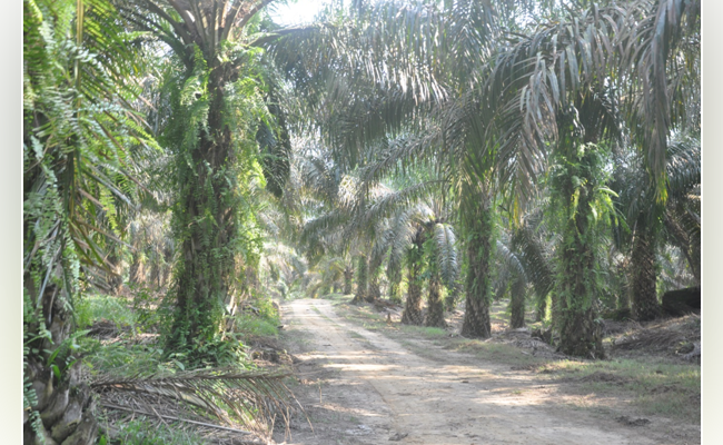 BPDP-KS Dorong Peningkatan Produktivitas Sawit Rakyat