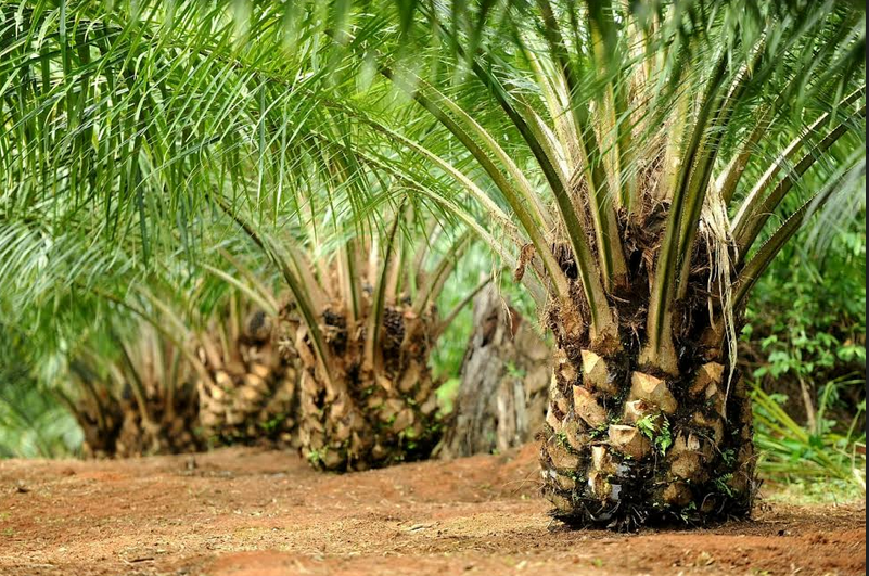 Pemerintah Perlu Perbesar Lagi Pasar sawit Domestik