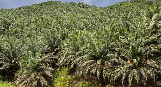 Industri Sawit Potensial Dorong Pengembangan Bioenergi