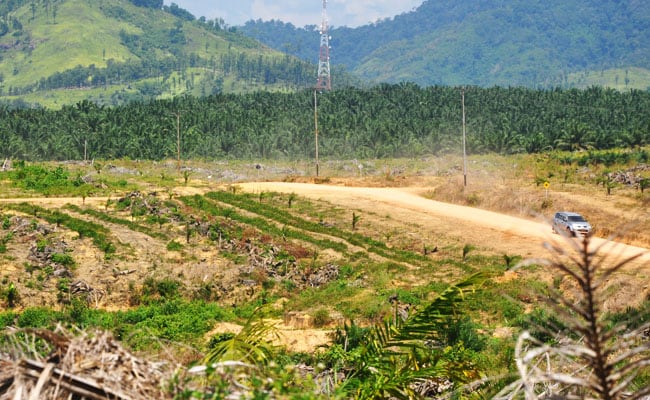 El-Nino Belum Jadi Ancaman Sawit di 2019