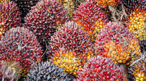 Industri Agro Bakal Tumbuh Lebih Baik