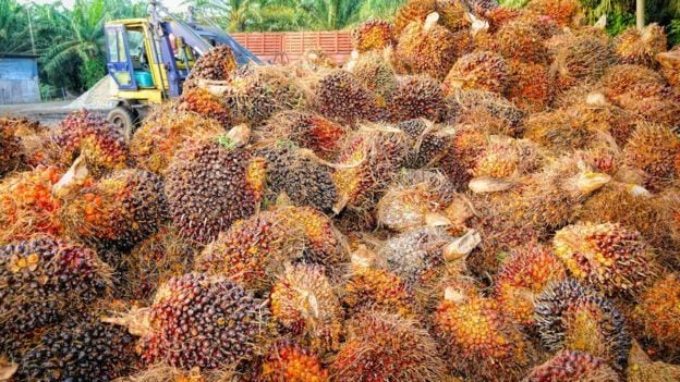 Gapki Sumsel Minta Lawan Kampanye Hitam sawit