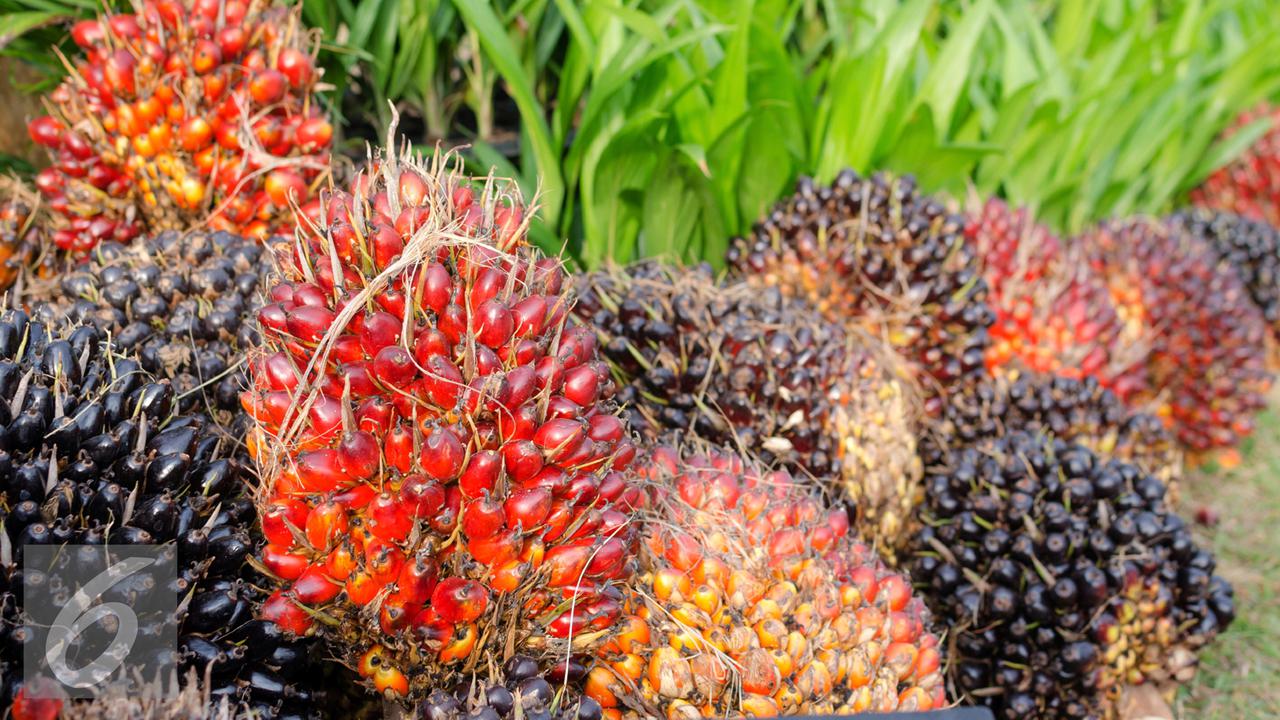 Perkebunan Sawit Swasta Pastikan Patuh Aturan Membangun Plasma