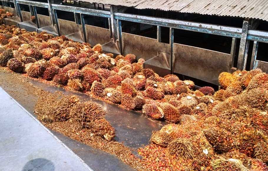 Pemerintah Genjot Energi Hijau dari Sawit