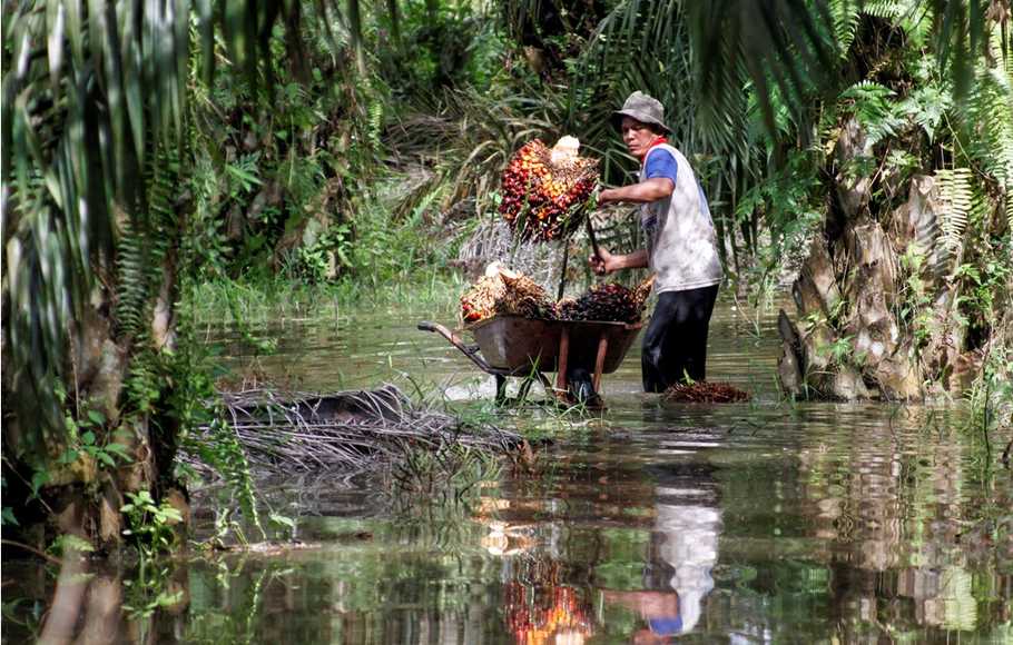 Kelapa sawit Paling Produktif Hasilkan Minyak Nabati