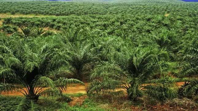 Indonesia Tidak Bergantung pada Impor Green Fuel
