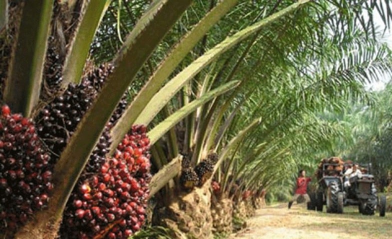 Indonesia Konsisten Perjuangkan sawit di Eropa