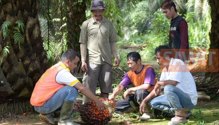 Presiden Jokowi Jalankan Kebijakan Pro Petani Sawit