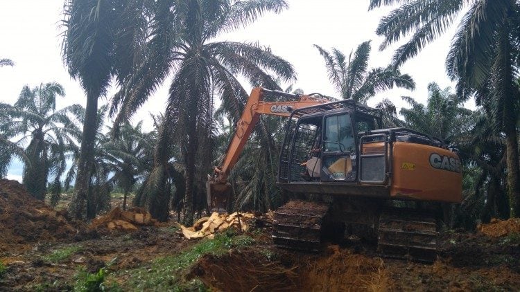 Permentan 05/2019: Tanpa HGU, Izin Usaha Kebun Tidak Berlaku