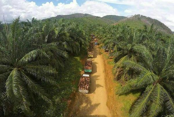 Menakar Masa Depan Kepala Sawit di Eropa
