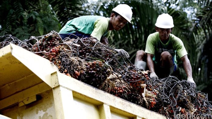 Disebut Rusak Alam, Kebun Sawit Hanya Pakai 1% Hutan di Dunia