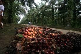 Emiten Sawit Mulai Pacu Produksi CPO