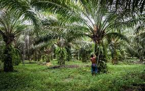 Perusahaan Sawit Besar Tetap Berpihak Ke Petani
