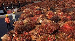 Forum Bisnis CPOPC Bahas Biofuel Sawit di Malaysia